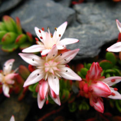 Phedimus stevenianus aka Sedum stevenianum