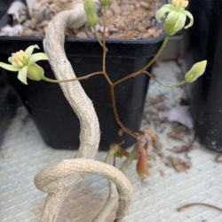 Tylecodon pygmaeus (Pygmy Butterbush)