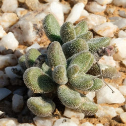 Tylecodon pygmaeus (Pygmy Butterbush)