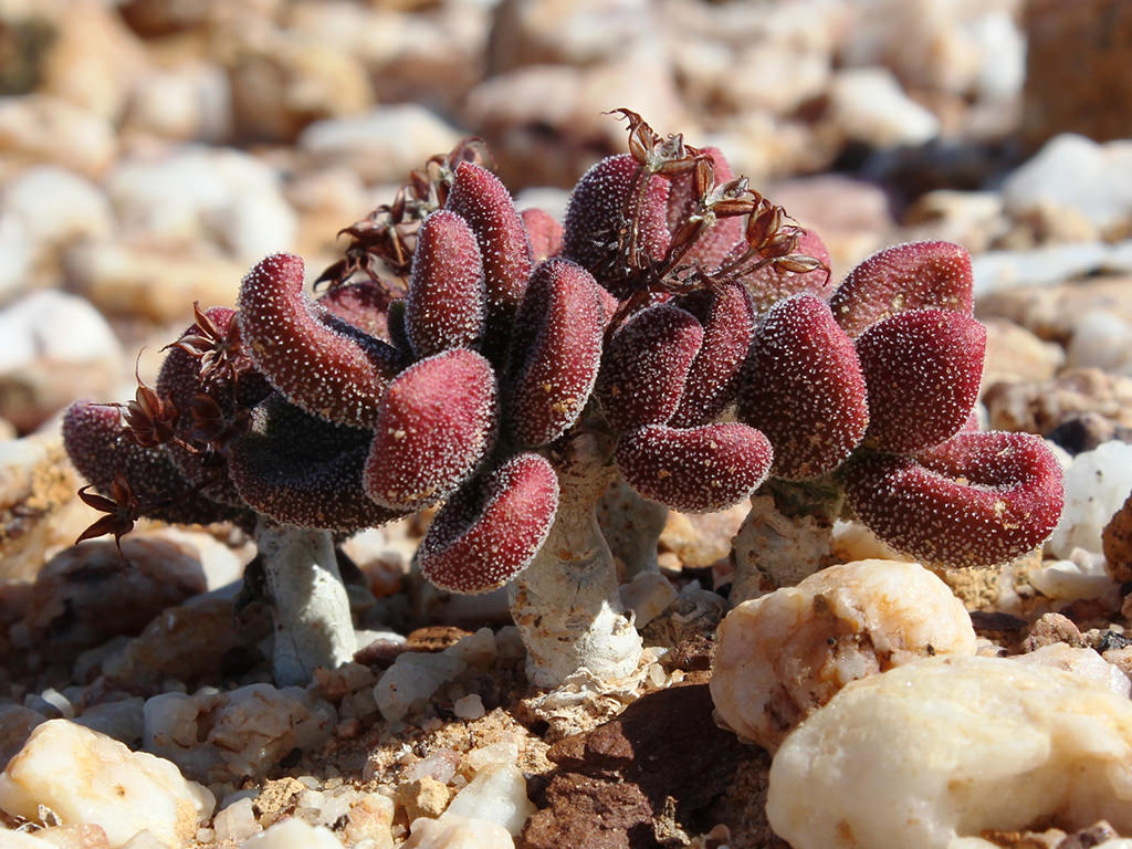 Tylecodon pygmaeus (Pygmy Butterbush)