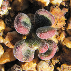 Tylecodon pygmaeus (Pygmy Butterbush)