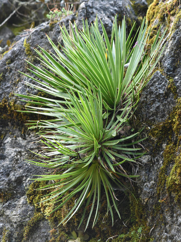 Agave gracielae (Slender-leaved Agave)