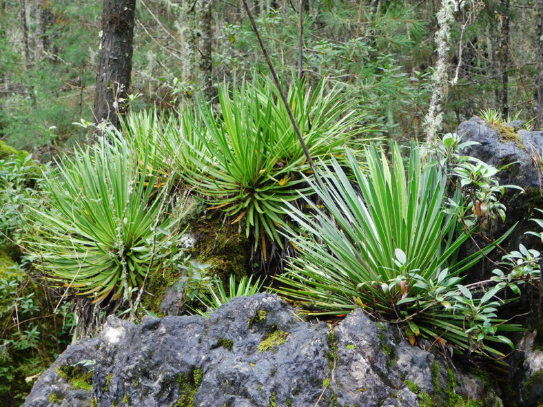 Agave gracielae (Slender-leaved Agave)