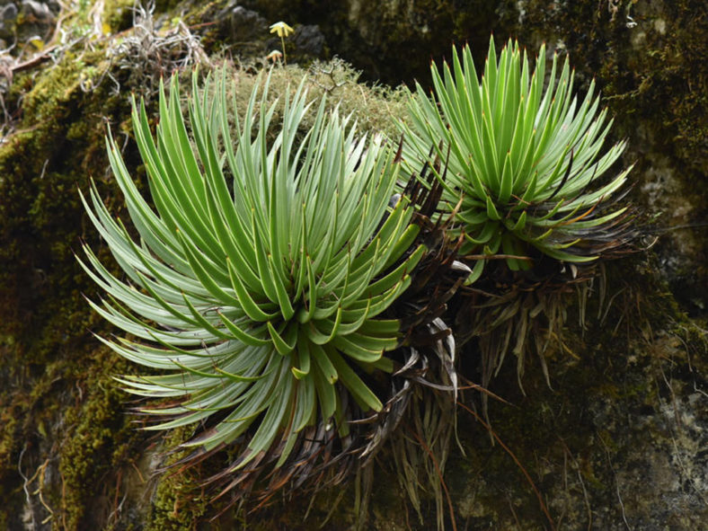 Agave gracielae (Slender-leaved Agave)