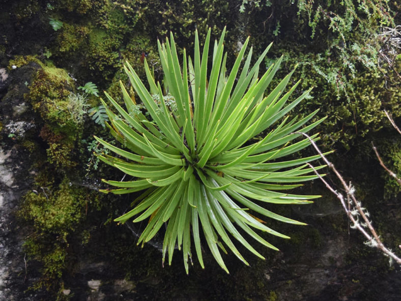 Agave gracielae (Slender-leaved Agave)