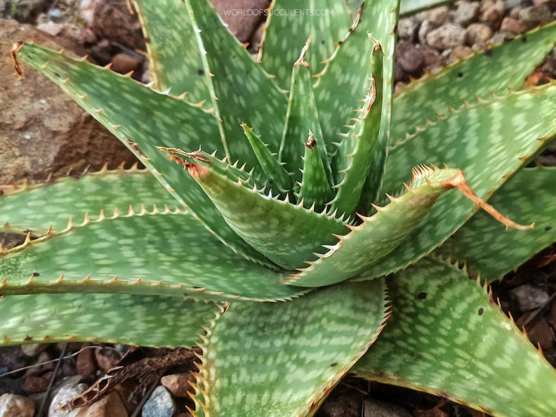 Aloe prinslooi (Spotted Aloe)