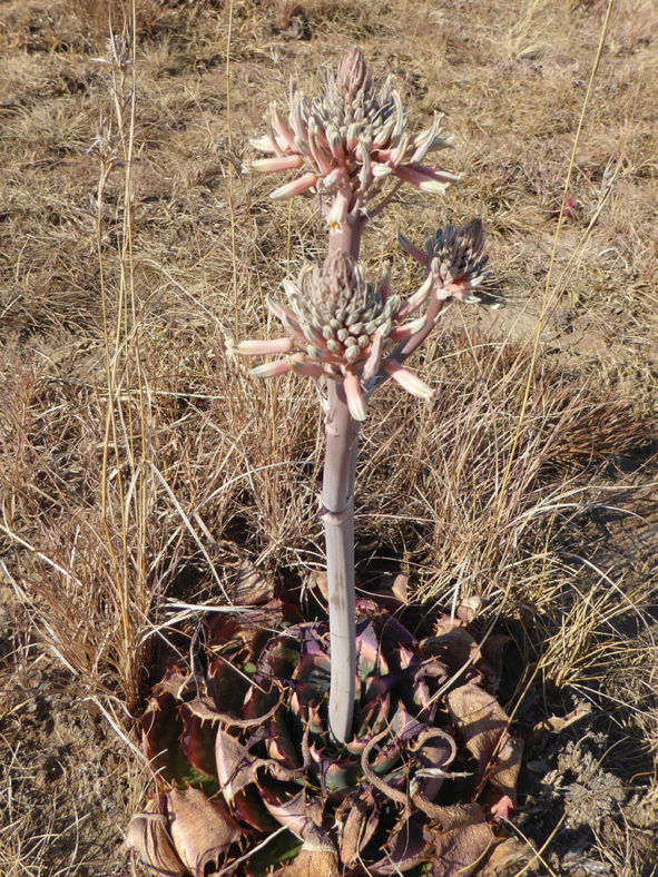 Aloe prinslooi (Spotted Aloe)