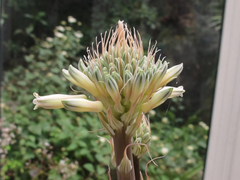 Aloe prinslooi (Spotted Aloe)