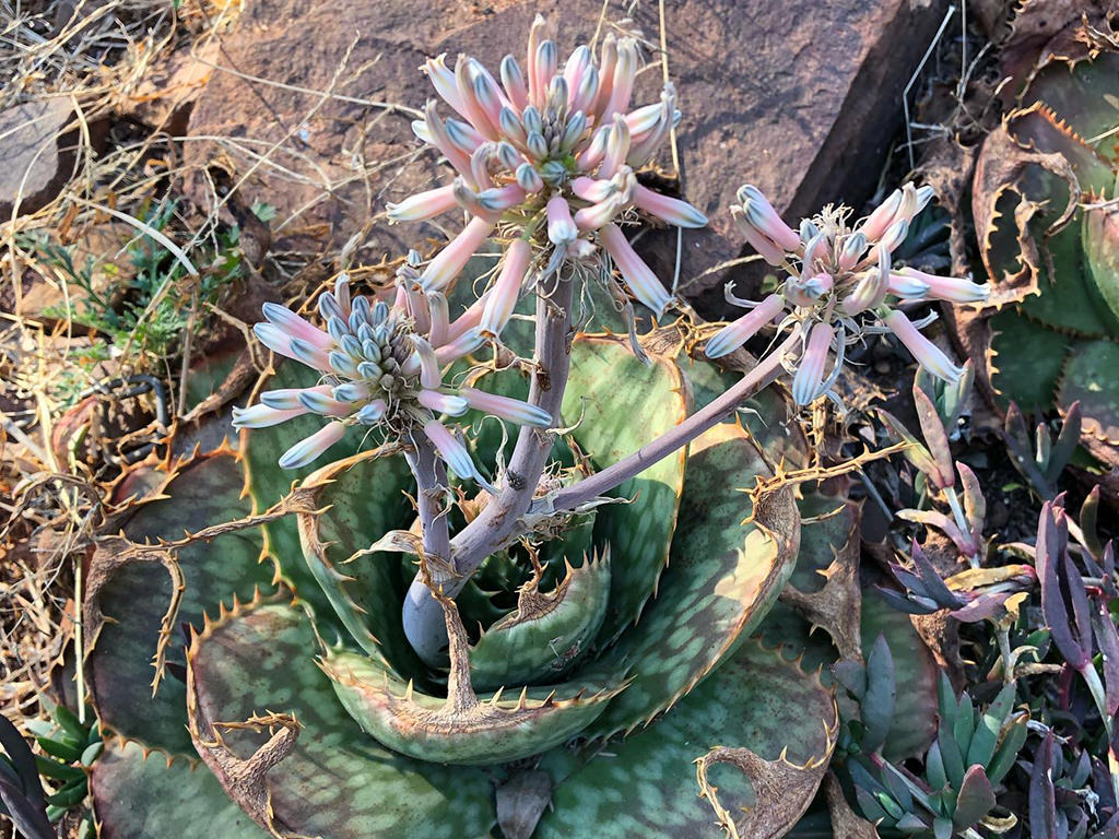 Aloe prinslooi (Spotted Aloe)