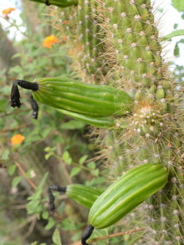 Cereus ayisyen aka Cereus haitiensis