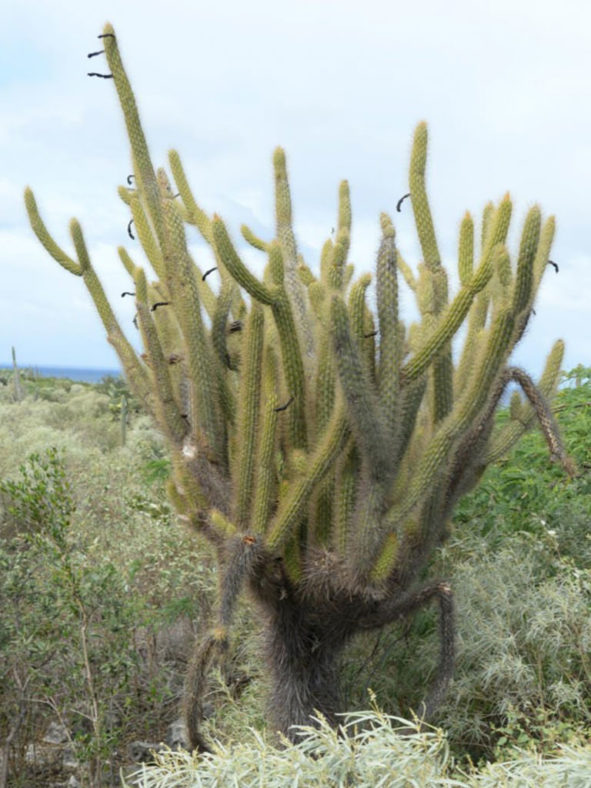 Cereus ayisyen aka Cereus haitiensis