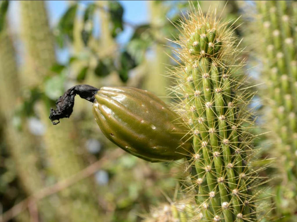 Cereus ayisyen aka Cereus haitiensis