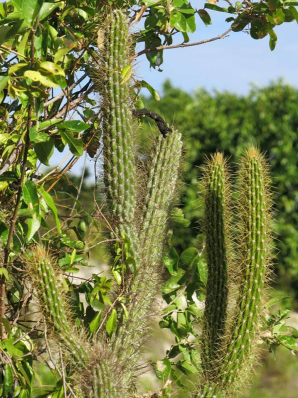 Cereus ayisyen aka Cereus haitiensis