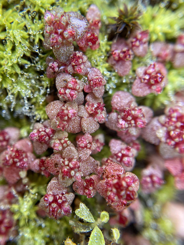 Crassula umbellata