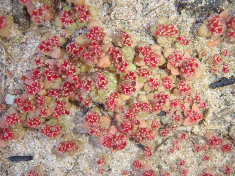 Crassula umbellata