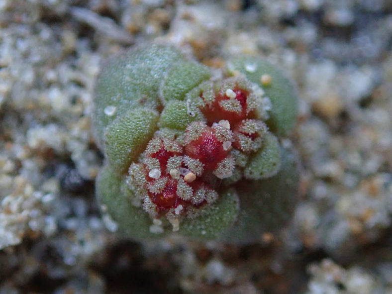 Crassula umbellata