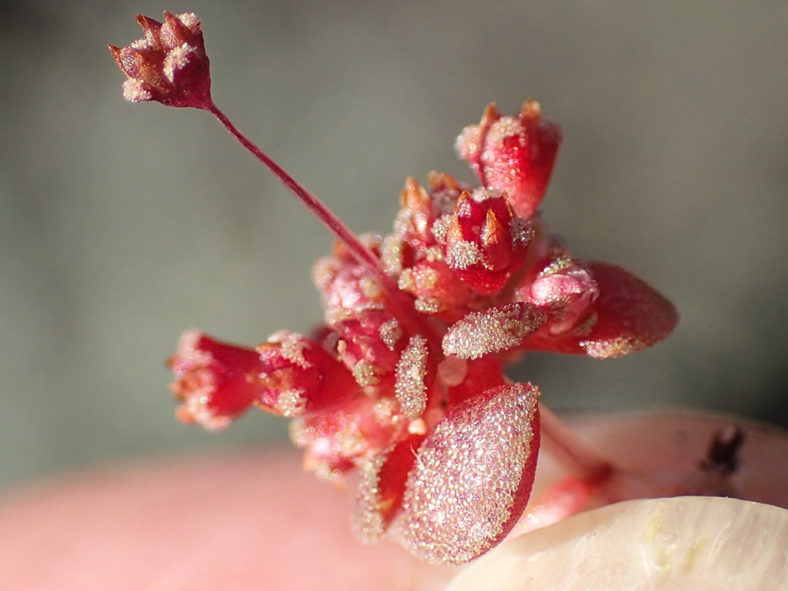 Crassula umbellata