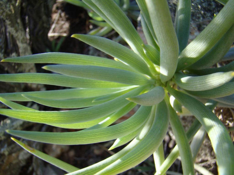 Curio talinoides var. aizoides (Common Bluestraw) aka Senecio talinoides subsp. aizoides