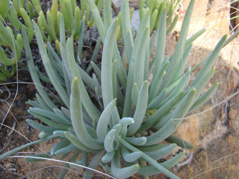 Curio talinoides var. aizoides (Common Bluestraw) aka Senecio talinoides subsp. aizoides