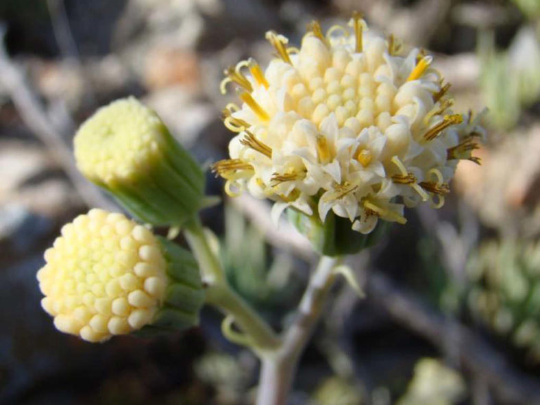 Curio talinoides var. aizoides (Common Bluestraw) aka Senecio talinoides subsp. aizoides