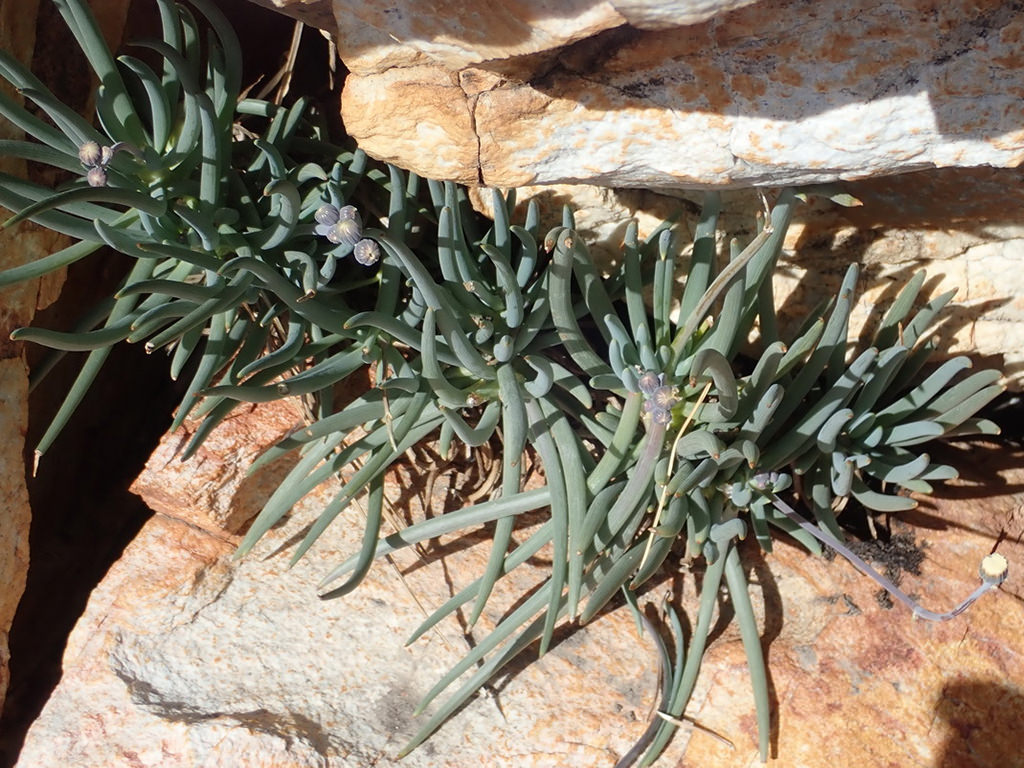 Curio talinoides var. aizoides (Common Bluestraw) aka Senecio talinoides subsp. aizoides