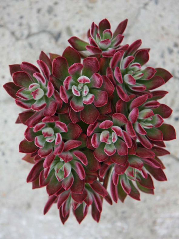 Echeveria pulvinata 'Devotion' aka Echeveria 'Devotion'