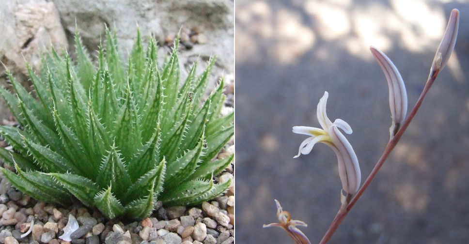 Haworthia outeniquensis World of Succulents