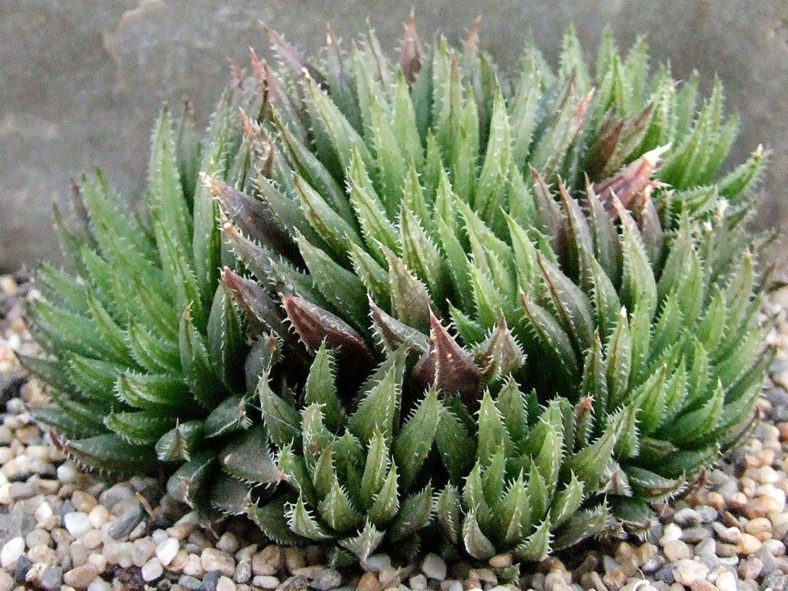 Haworthia outeniquensis (Outeniqua Haworthia)