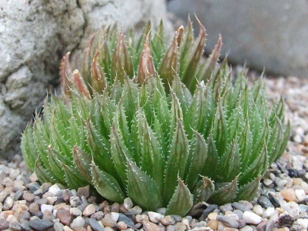 Haworthia outeniquensis (Outeniqua Haworthia)
