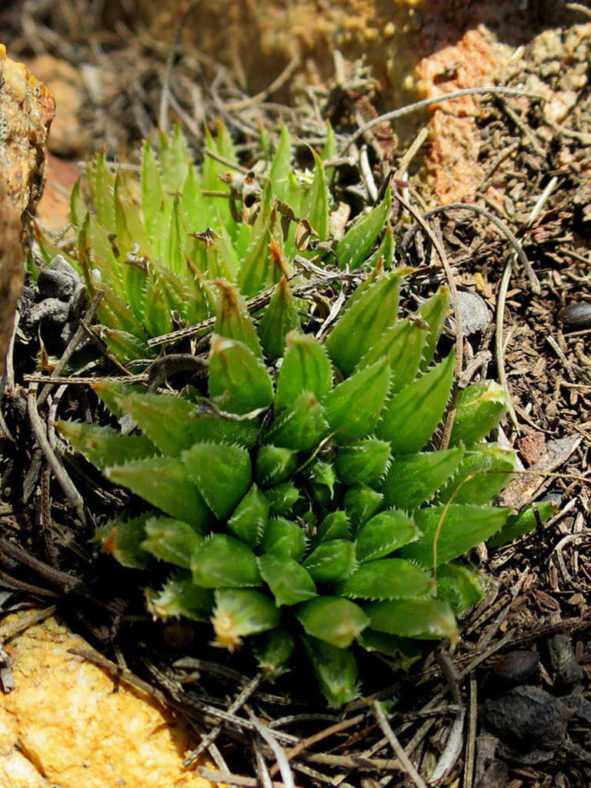 Haworthia outeniquensis (Outeniqua Haworthia)