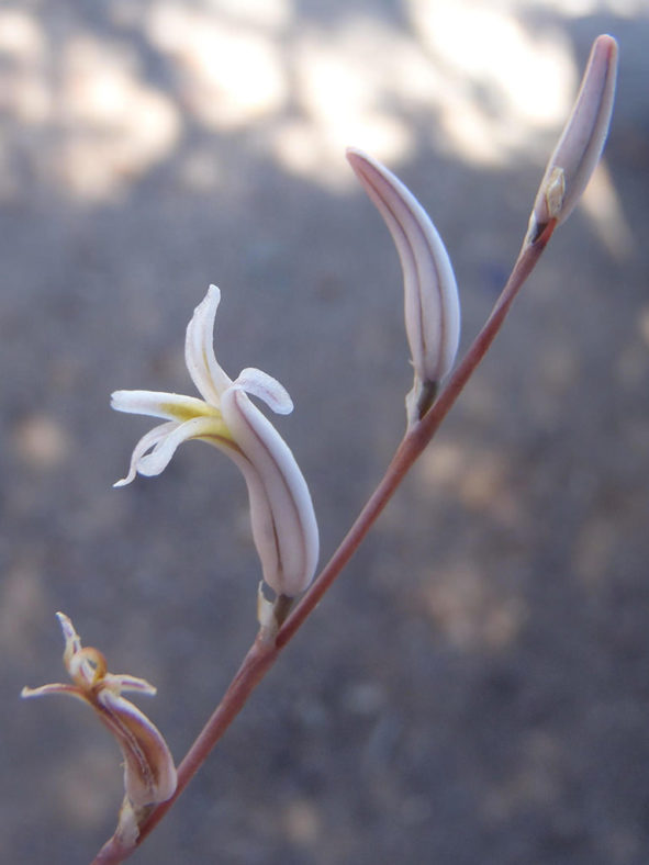 Haworthia outeniquensis (Outeniqua Haworthia)