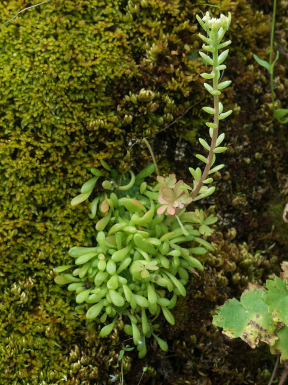 Sedum leibergii (Leiberg Stonecrop)