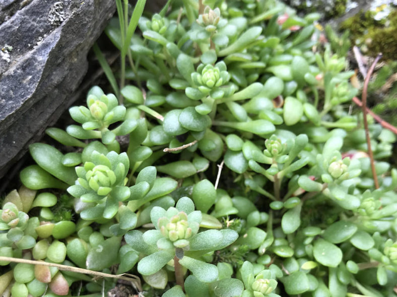 Sedum leibergii (Leiberg Stonecrop)