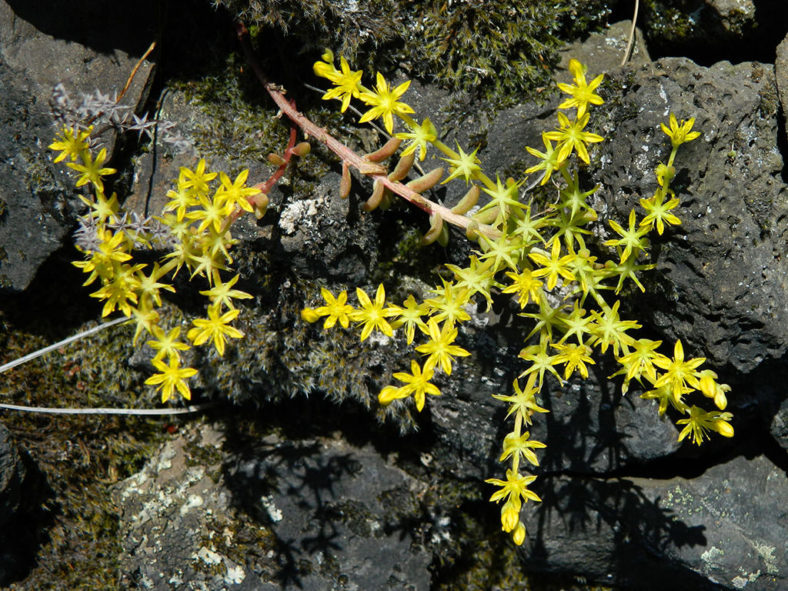 Sedum leibergii (Leiberg Stonecrop)