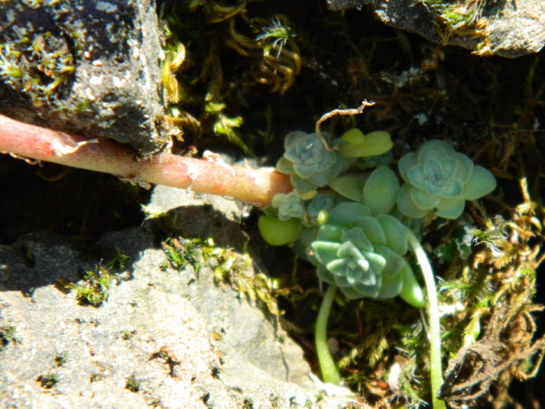 Sedum leibergii (Leiberg Stonecrop)