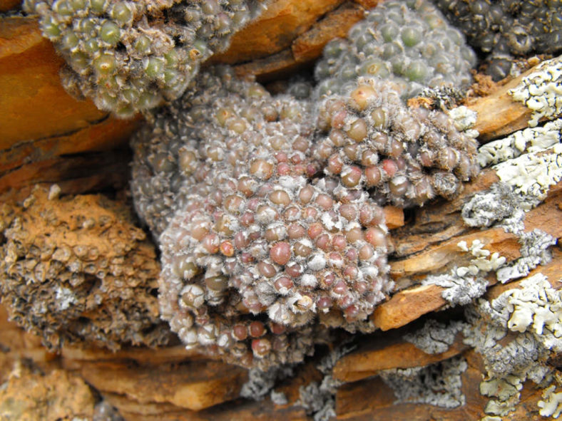 Conophytum stephanii