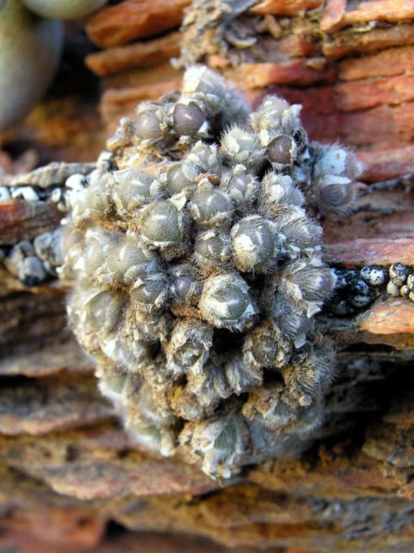 Conophytum stephanii