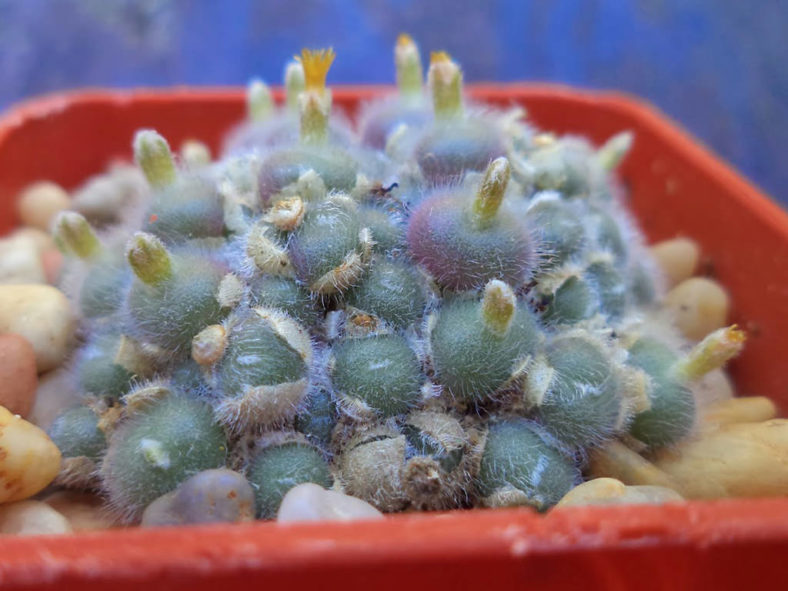 Conophytum stephanii