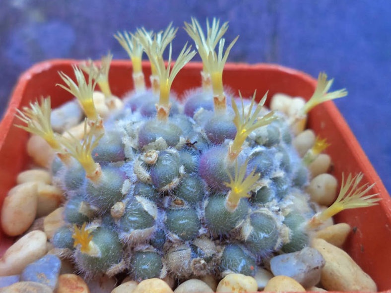 Conophytum stephanii