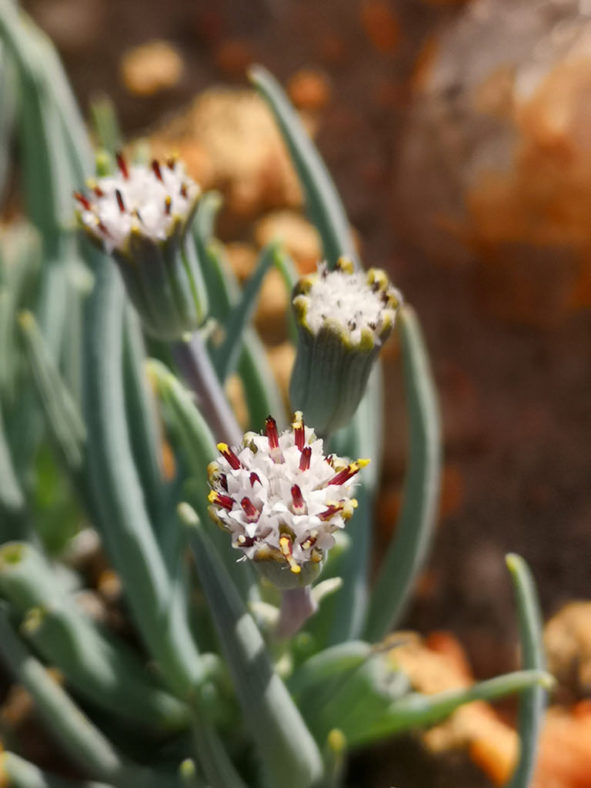 Curio cicatricosus aka Senecio cicatricosus