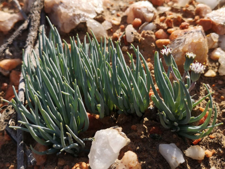 Curio cicatricosus aka Senecio cicatricosus