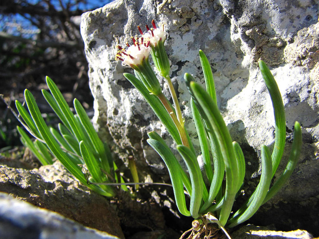 Curio cicatricosus aka Senecio cicatricosus