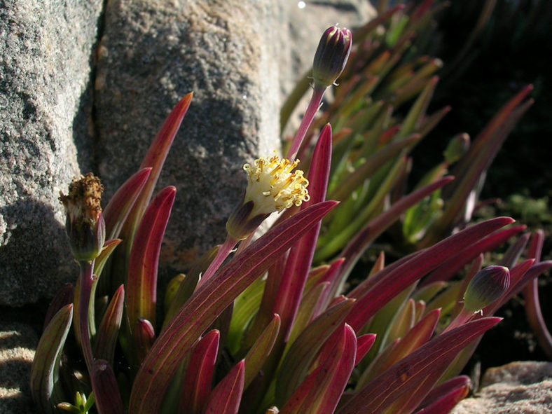 Curio cicatricosus aka Senecio cicatricosus