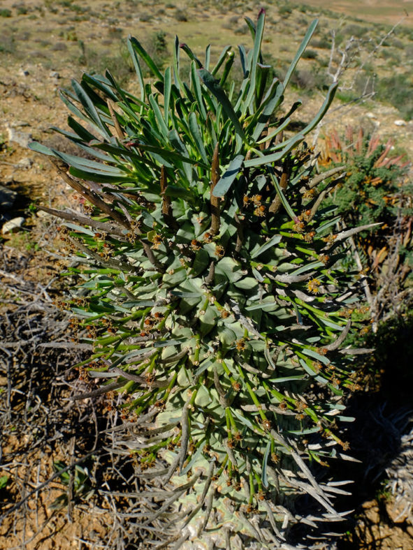 Euphorbia schoenlandii (Compass Barrelwort)