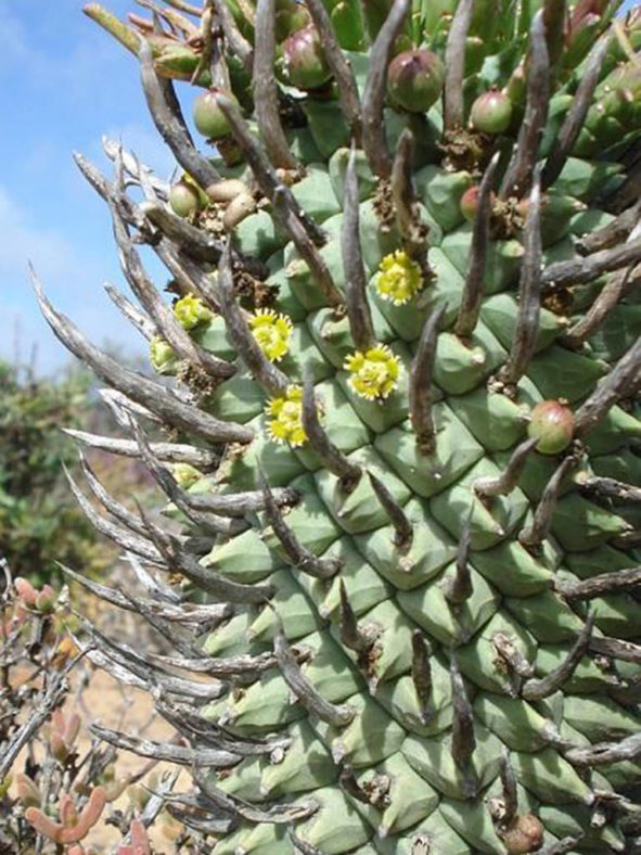 Euphorbia schoenlandii (Compass Barrelwort)