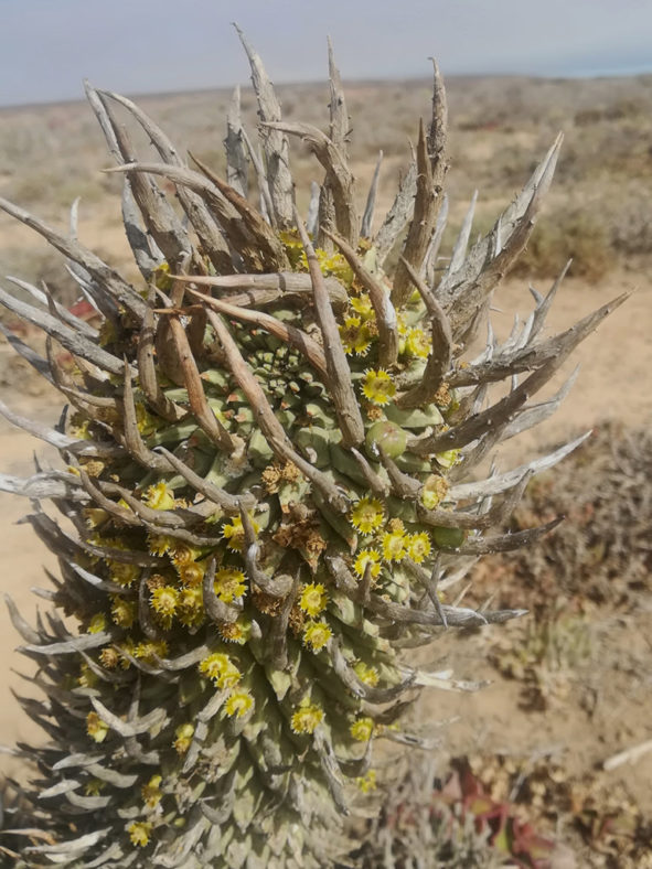 Euphorbia schoenlandii (Compass Barrelwort)