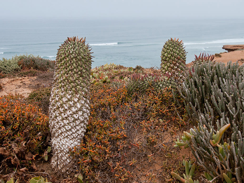 Euphorbia schoenlandii (Compass Barrelwort)