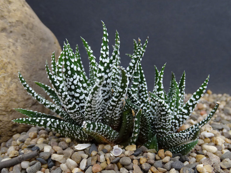 Haworthiopsis attenuata 'Snowy'