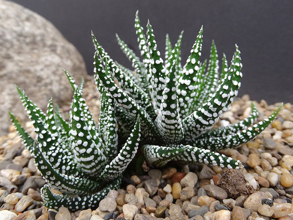 Haworthiopsis attenuata 'Snowy'