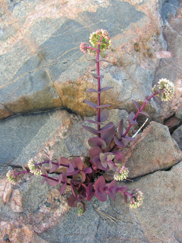 Hylotelephium telephium subsp. ruprechtii aka Hylotelephium maximum subsp. ruprechtii, Sedum telephium subsp. ruprechtii, or Sedum maximum subsp. ruprechtii